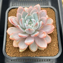 Echeveria 'Miss Jin' 4"-5" Extra Large Succulent Plant Cutting
