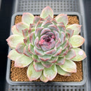 Echeveria 'Blood Maria' x sp. 3"-4" Flower Village Hybrid Succulent Plant Cutting