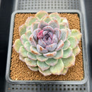 Echeveria 'Blood Maria' x sp. 3"-4" Flower Village Hybrid Succulent Plant Cutting