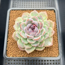 Echeveria 'Blood Maria' x sp. 3"-4" Flower Village Hybrid Succulent Plant Cutting