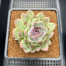 Echeveria 'Blood Maria' x sp. 3"-4" Flower Village Hybrid Succulent Plant Cutting