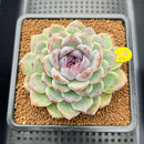 Echeveria 'Blood Maria' x sp. 3"-4" Flower Village Hybrid Succulent Plant Cutting