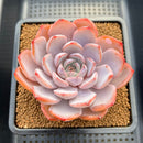 Echeveria 'Charming Stone' 3" Succulent Plant Cutting