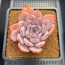 Echeveria 'Charming Stone' 3" Succulent Plant Cutting