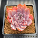Echeveria 'Charming Stone' 3" Succulent Plant Cutting