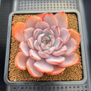 Echeveria 'Charming Stone' 3" Succulent Plant Cutting