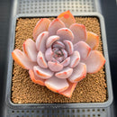 Echeveria 'Charming Stone' 3" Succulent Plant Cutting