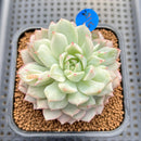Echeveria 'Tippy' Variegated 2"-3" Succulent Plant Cutting