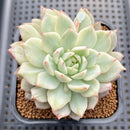 Echeveria 'Tippy' Variegated 2"-3" Succulent Plant Cutting