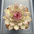 Echeveria 'Black Queen' x sp. 3" Flower Village Hybrid Succulent Plant Cutting