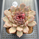 Echeveria 'Black Queen' x sp. 3" Flower Village Hybrid Succulent Plant Cutting