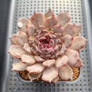 Echeveria 'Black Queen' x sp. 3" Flower Village Hybrid Succulent Plant Cutting