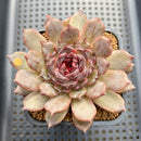 Echeveria 'Black Queen' x sp. 3" Flower Village Hybrid Succulent Plant Cutting