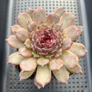 Echeveria 'Black Queen' x sp. 3" Flower Village Hybrid Succulent Plant Cutting