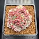 Echeveria 'Red Moon' Crested 3"-4" Succulent Plant Cutting