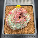 Echeveria 'Red Moon' Crested 3"-4" Succulent Plant Cutting