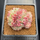 Echeveria 'Red Moon' Crested 3"-4" Succulent Plant Cutting