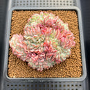 Echeveria 'Red Moon' Crested 3"-4" Succulent Plant Cutting