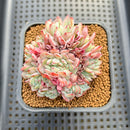 Echeveria 'Red Moon' Crested 3"-4" Succulent Plant Cutting