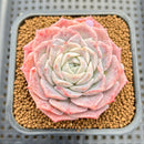 Echeveria 'Black Rose' x 'Laurensis' 2"-3" Flower Village Hybrid Succulent Plant Cutting