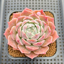 Echeveria 'Black Rose' x 'Laurensis' 2"-3" Flower Village Hybrid Succulent Plant Cutting