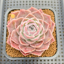Echeveria 'Black Rose' x 'Laurensis' 2"-3" Flower Village Hybrid Succulent Plant Cutting