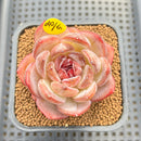 Echeveria 'Odette' 2"-3" Succulent Plant Cutting