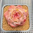 Echeveria 'Odette' 2"-3" Succulent Plant Cutting
