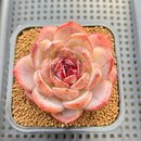 Echeveria 'Odette' 2"-3" Succulent Plant Cutting