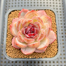 Echeveria 'Odette' 2"-3" Succulent Plant Cutting