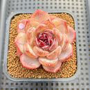 Echeveria 'Odette' 2"-3" Succulent Plant Cutting