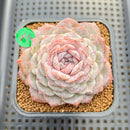 Echeveria 'Hyalina' x Laui 2"-3" Flower Village Hybrid Succulent Plant Cutting