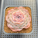 Echeveria 'Hyalina' x Laui 2"-3" Flower Village Hybrid Succulent Plant Cutting