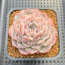 Echeveria 'Hyalina' x Laui 2"-3" Flower Village Hybrid Succulent Plant Cutting