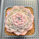 Echeveria 'Hyalina' x Laui 2"-3" Flower Village Hybrid Succulent Plant Cutting