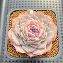 Echeveria 'Hyalina' x Laui 2"-3" Flower Village Hybrid Succulent Plant Cutting