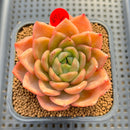 Echeveria 'Cartier' 2"-3" Succulent Plant Cutting