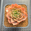 Echeveria 'Cartier' 2"-3" Succulent Plant Cutting