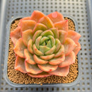 Echeveria 'Cartier' 2"-3" Succulent Plant Cutting