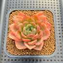 Echeveria 'Cartier' 2"-3" Succulent Plant Cutting