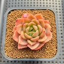 Echeveria 'Cartier' 2"-3" Succulent Plant Cutting
