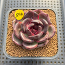 Echeveria 'Dark Chocolate' 2" Succulent Plant