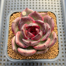 Echeveria 'Dark Chocolate' 2" Succulent Plant