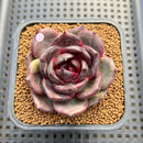 Echeveria 'Dark Chocolate' 2" Succulent Plant