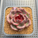 Echeveria 'Dark Chocolate' 2" Succulent Plant