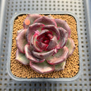 Echeveria 'Dark Chocolate' 2" Succulent Plant