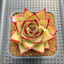 Echeveria Agavoides 'Black King' 2"-3" Succulent Plant Cutting