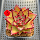 Echeveria Agavoides 'Black King' 2"-3" Succulent Plant Cutting