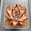 Echeveria Agavoides 'Black King' 2"-3" Succulent Plant Cutting