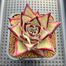 Echeveria Agavoides 'Black King' 2"-3" Succulent Plant Cutting